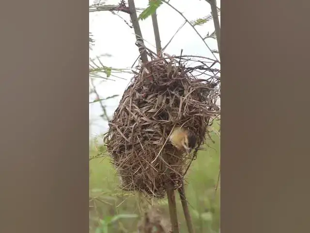 Video thumbnail for Babies Widl Golden Bird AP#016  #birdeggs #nestegg #birdnest #birdslover #birdnestandegg #nestling