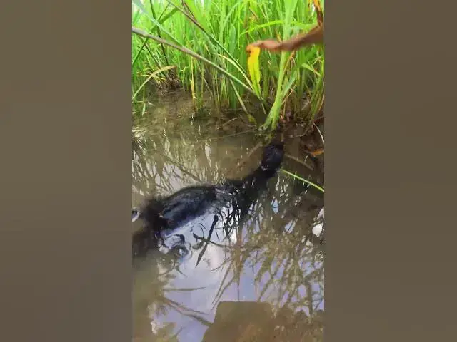 Video thumbnail for Whistling Ducks Raising in Nest #Eggs #Wild Birds #Forest #Unique #Nesting #Habitats #Avian #Species