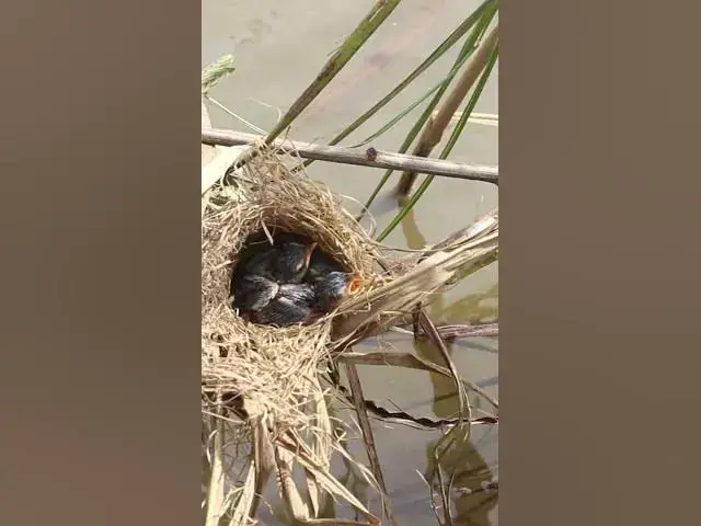 Video thumbnail for Cute Babies Bird  #birdparenting #birdwatching #birdslover #birdspotting #trending #birdsounds #bird