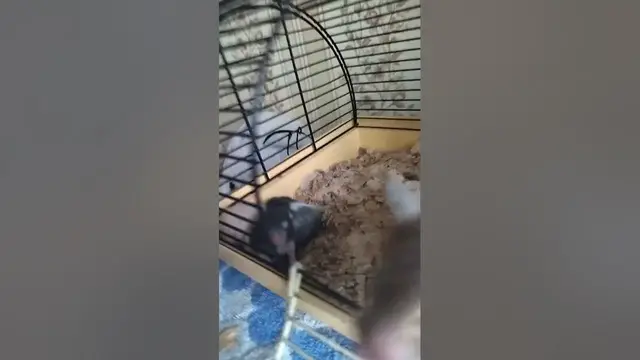 Video thumbnail for What are hamsters scared of?#shorts