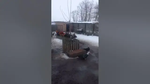 Video thumbnail for Can ducks and chickens be together?#shorts