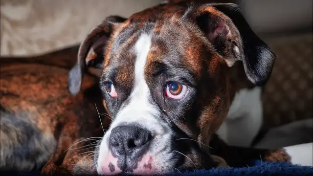 Video thumbnail for Boxer Dog Breed: Pros & Cons