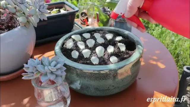 'Video thumbnail for Le bouturage des succulentes et des plantes grasses'