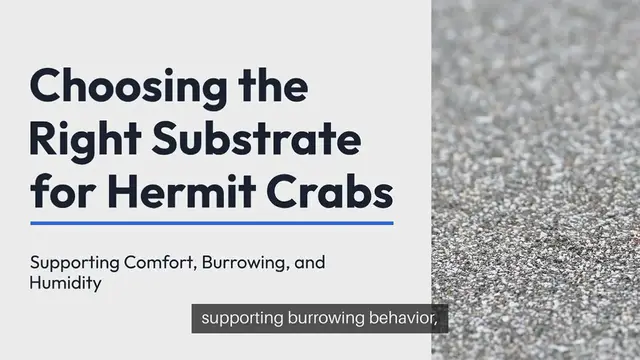 Video thumbnail for Hermit Crab Substrate Choices