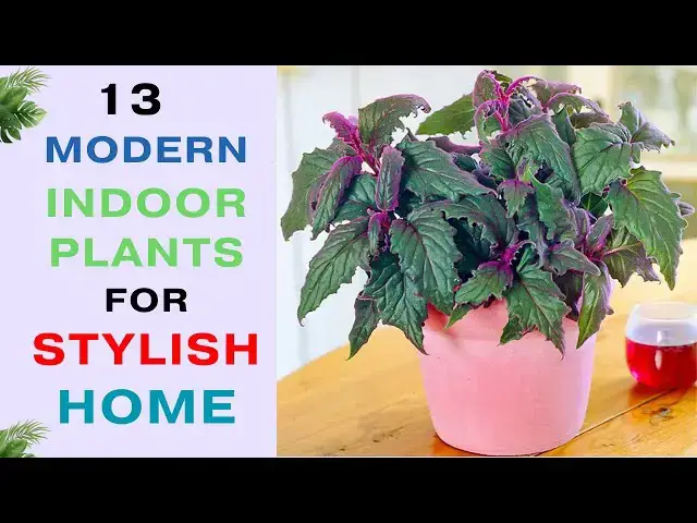 'Video thumbnail for 13 Modern Indoor Plants For a Modern Vibe | Transform Your Space with These Stylish Plants!'