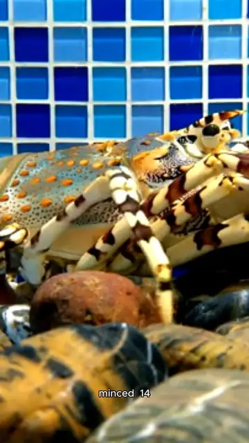 Video thumbnail for grouper recipe