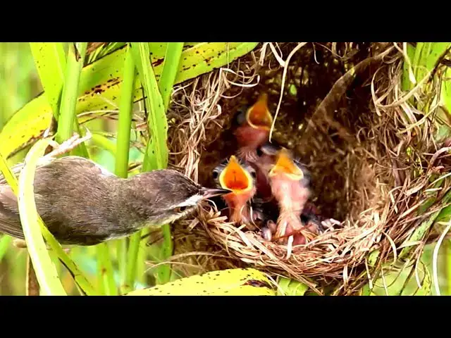 Video thumbnail for Nurturing Nature: Rice Sparrow's Nest-Feeding Ritual
