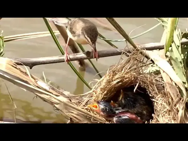 Video thumbnail for Momy Catch Insect to feed babies bird waot eat in nest  [@ViralBirdNest ]