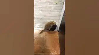 Video thumbnail for This kitty likes to play with the robot vacuum cleaner😃😂🤣#shorts