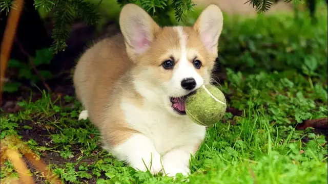 Video thumbnail for 33 Pros and Cons of Owning a Corgi