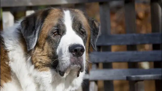 Video thumbnail for 28 Pros and Cons of Owning a Saint Bernard