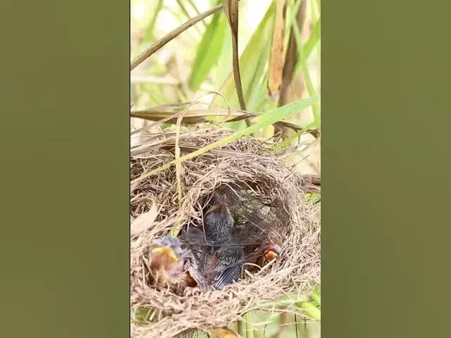Video thumbnail for Baby Birds Eating  #bird #birds #birdnest #birdwatching #shortvideo