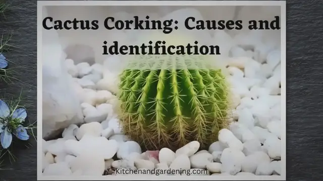 'Video thumbnail for What Is Cactus Corking? What Causes It and Its Identification?'