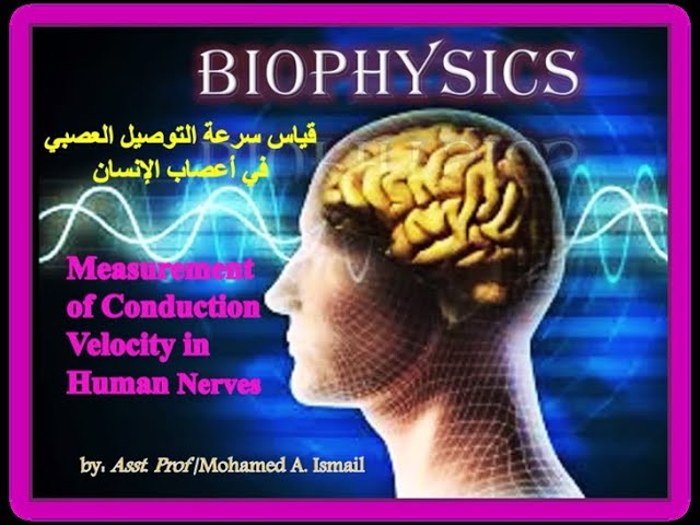 Video thumbnail for Nerve Conduction Velocity: A Biophysical Perspective سرعة التوصيل العصبي: من  منظور فيزيائي حيوي