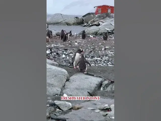 'Video thumbnail for Nature'