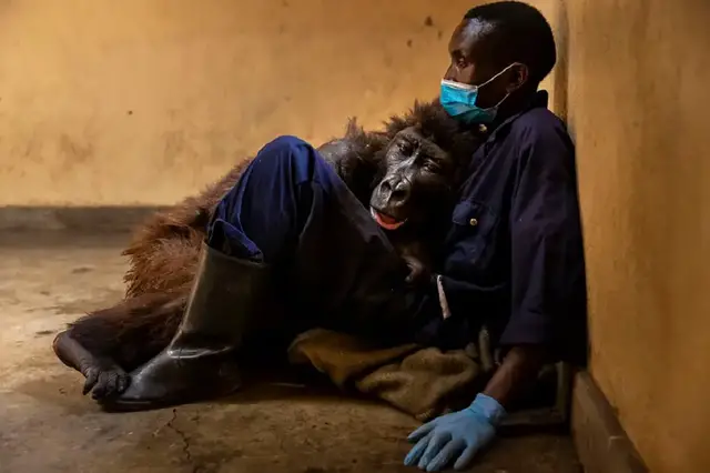 'Video thumbnail for Gorilla Spends Her Last Minutes Hugging The Guy Who Saved Her When She Was A Baby'