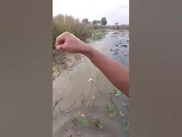 Video thumbnail for Cast net Catch Fish A lot 2 #fish #viralfish #catchingfish #fishgrill #friedfish #redfish