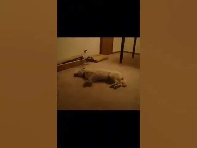 Video thumbnail for Bizkit the Sleep Walking Dog