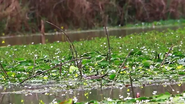 Video thumbnail for Small duck bird forest in lake