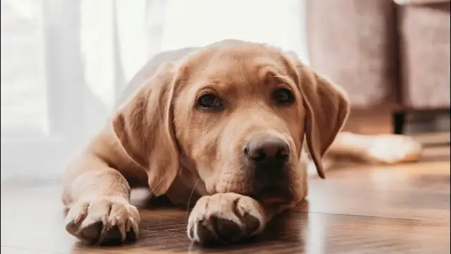 Video thumbnail for Can You Trust a Labrador Retriever?