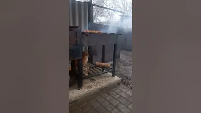 Video thumbnail for Is it OK to Give Cats Cooked Meat?