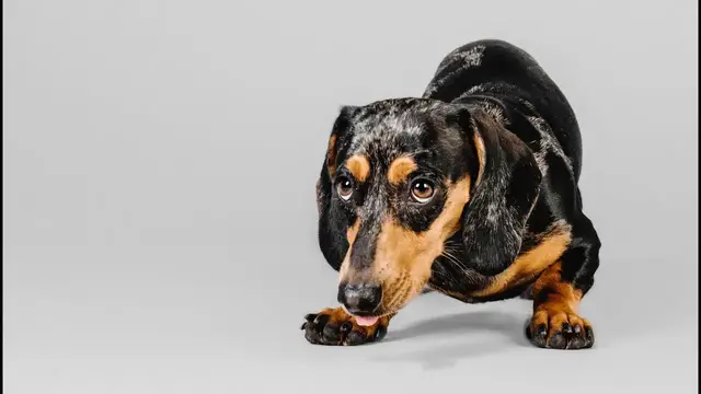 Video thumbnail for Your Ultimate Dachshund Training Guide