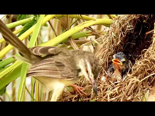 Video thumbnail for Grasshopper Meal: Mother Bird Nurtures Nesting Chicks  [ @ViralBirdNest ]