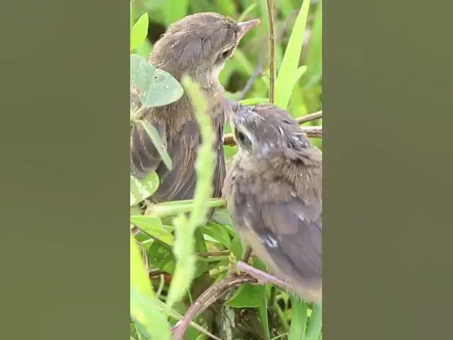 Video thumbnail for Baby Bird Golden Crowned Sparrow E-P##01152 #Egg citing #Ornithology #Nature #Biodiversity #Eggcepti