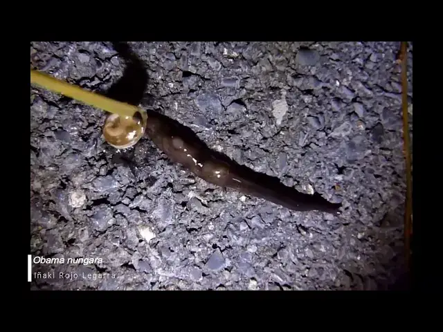 Video thumbnail for Obama nungara