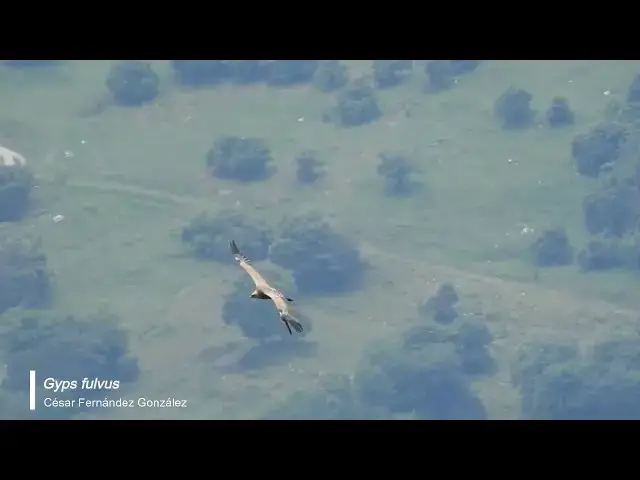 Video thumbnail for Buitre leonado (Gyps fulvus)