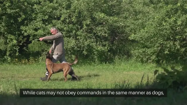 Video thumbnail for Cat Obedience Training