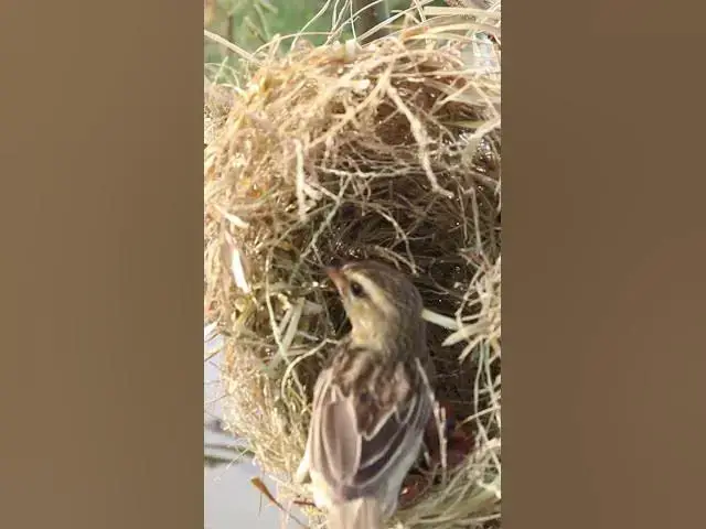 Video thumbnail for Yellow Bird Moher Feed Nest  #birdslover #birdnestandbaby #birdnest #birdsounds #nestfornewbie #nest