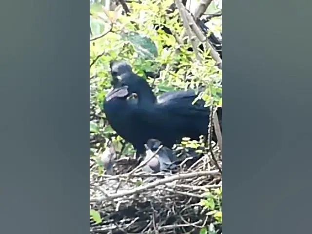 Video thumbnail for Babies Wild Bird on Nest #Cries #Feed #Eat #Nest #BirdNest #BabyBirds #BirdCries #FeedingTime #Nesti