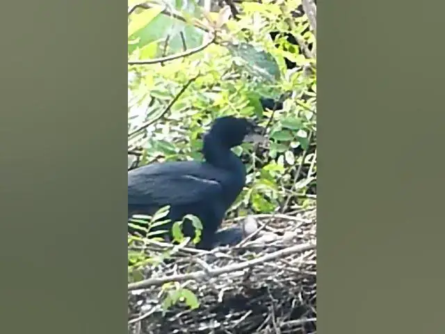 Video thumbnail for Top Bird Feeding in Nest #Cries   #Eat #Nest #BirdNest #BabyBirds #BirdCries #FeedingTime #Nesti
