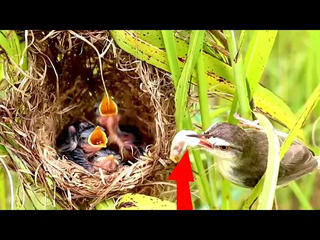 Video thumbnail for Femal Mummy Wild Bird Catching Dragonflies , insects Feed Babies In Nest [  @ViralBirdNest   ]