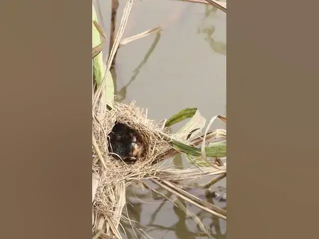 Video thumbnail for Mother Feeding Bird  Babies Wild Bird AP#011  #Nesting #BirdBehavior #BirdWatching #NatureLovers #Wi