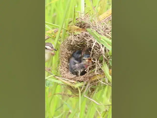 Video thumbnail for Demon bird Babies Birds hungry eat EP#189 #birdslover #birdwatch #birds #beautifulbird  #birds365