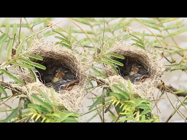 Video thumbnail for ON NEST WILD BIIRD TO WAIT EAT FOOD ON NEST