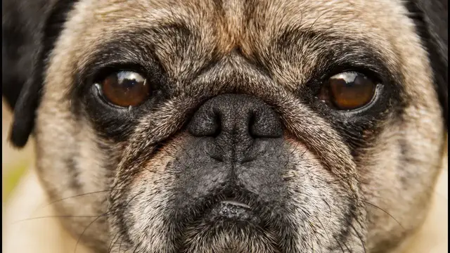 Video thumbnail for Can You Trust a Pug?