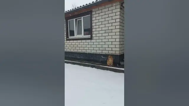 Video thumbnail for Is a Ginger Cat Rare?