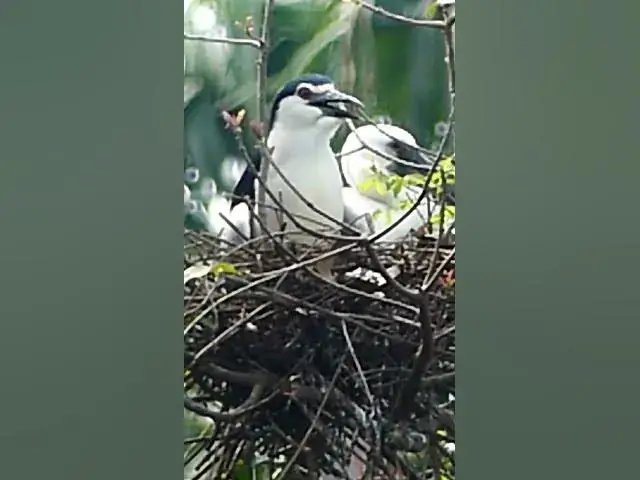 Video thumbnail for Cute of Bird #Babies  #Nesting #BirdBehavior #BirdWatching #NatureLovers #Wildlife #Bird #wildlife