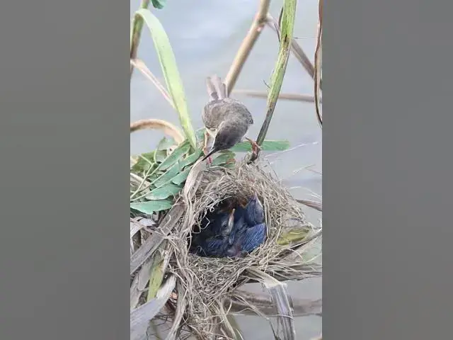 Video thumbnail for Amzing Bird Mother Bird With Babies  #Nesting #BirdBehavior #BirdWatching #NatureLovers #Wildlife #B