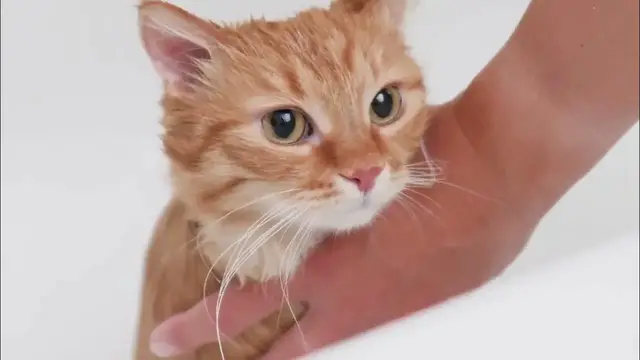 Video thumbnail for 10 Fun Facts About Ginger Cats