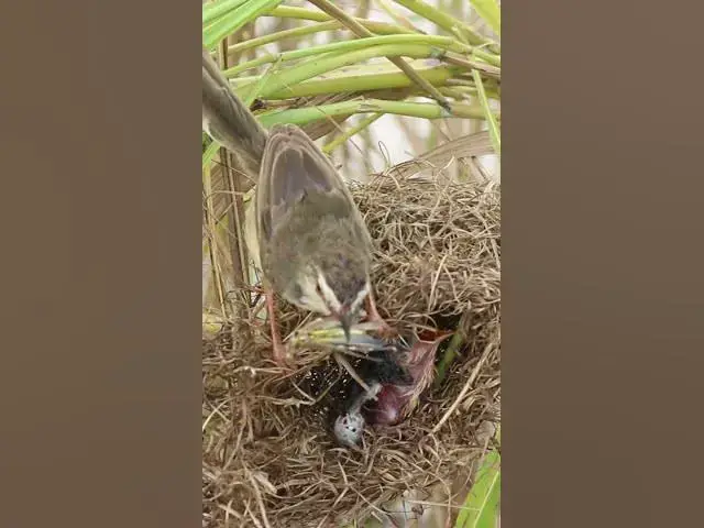 Video thumbnail for Bird Catch Food Feed in Nest #Shorts #BabyBirds #CuckooBird #BirdWatching #Nature #Wildlife #BirdLov