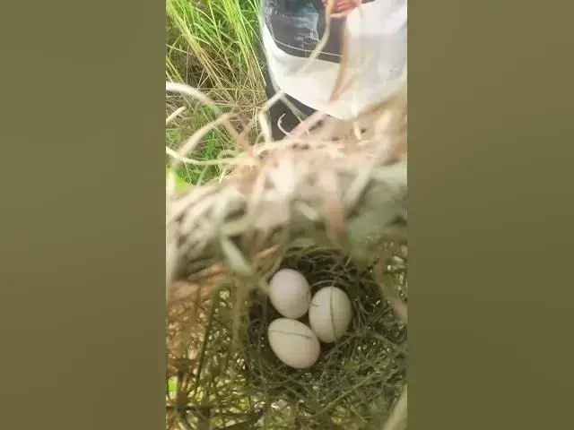 Video thumbnail for Egg Golden Bird Life in Nest #Shorts #BabyBirds #CuckooBird #BirdWatching #Nature #Wildlife #BirdLov