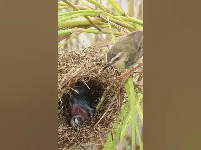 Video thumbnail for Bird babies Wait Feed in Nest #Shorts #BabyBirds #CuckooBird #BirdWatching #Nature #Wildlife #BirdLo