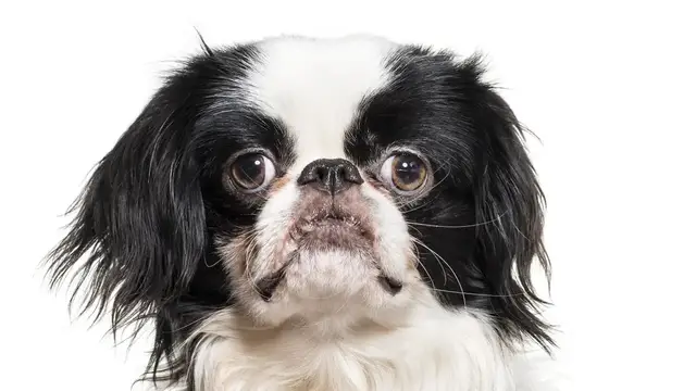 Video thumbnail for Japanese Chin: Pros & Cons