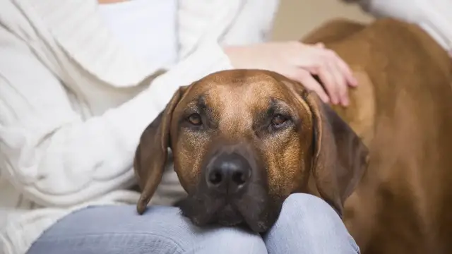 Video thumbnail for Rhodesian Ridgeback Dog Breed: Pros & Cons