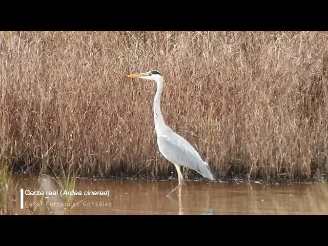 Video thumbnail for Garza real (Ardea cinerea)
