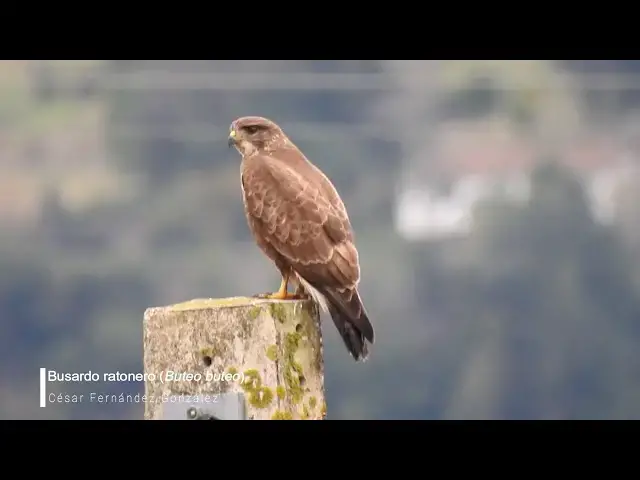 Video thumbnail for Aguilucho ratonero (Buteo buteo)